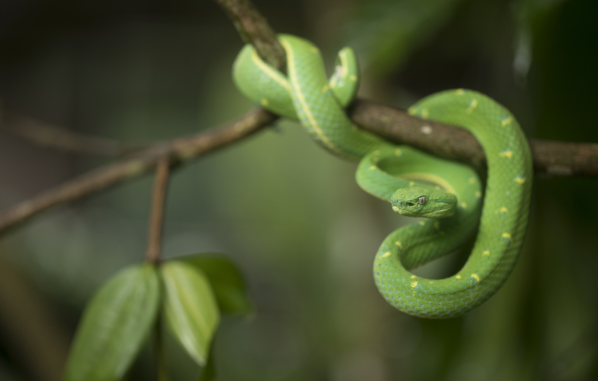 Download Animal Snake HD Wallpaper