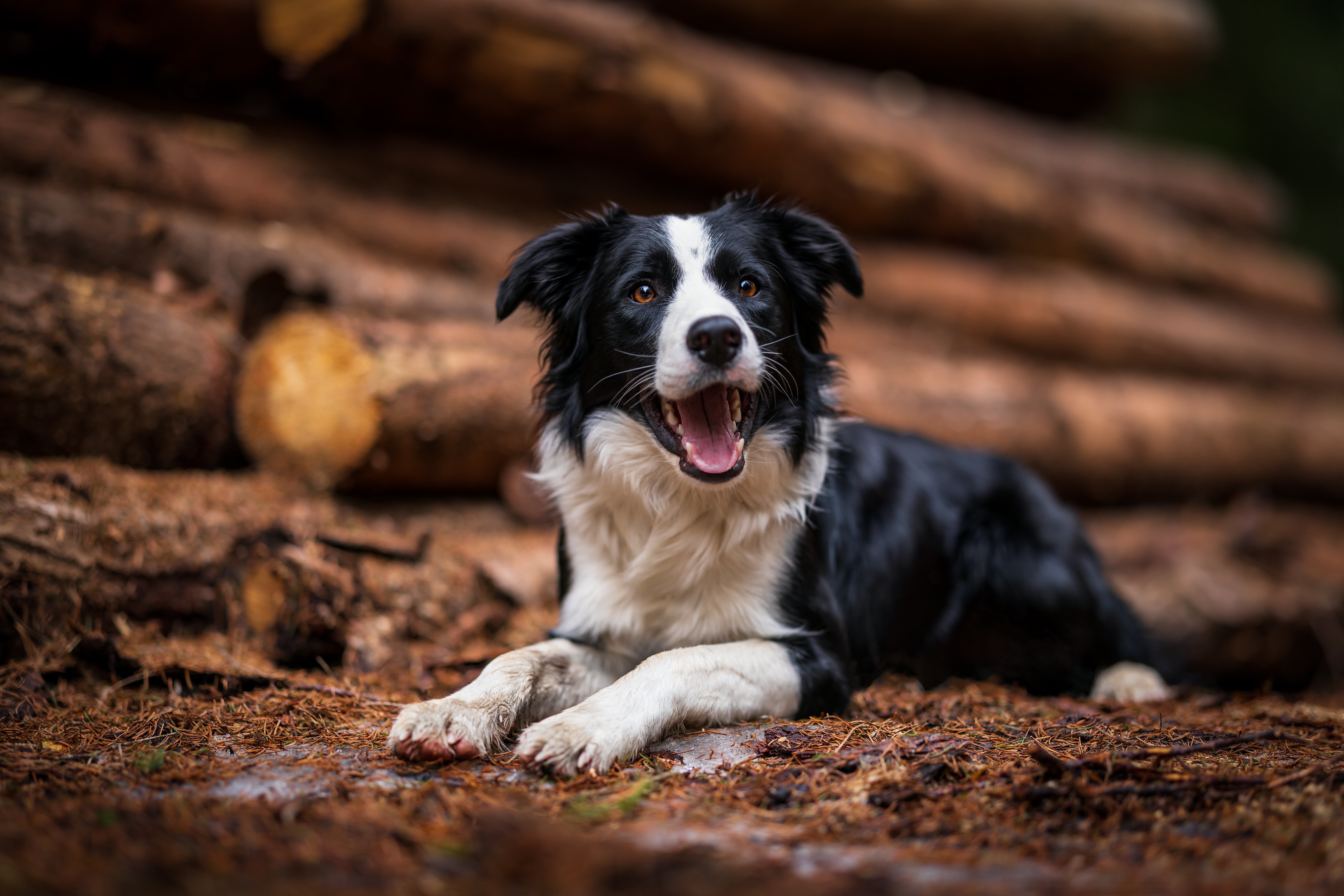 Border Collie 4k Ultra HD Wallpaper