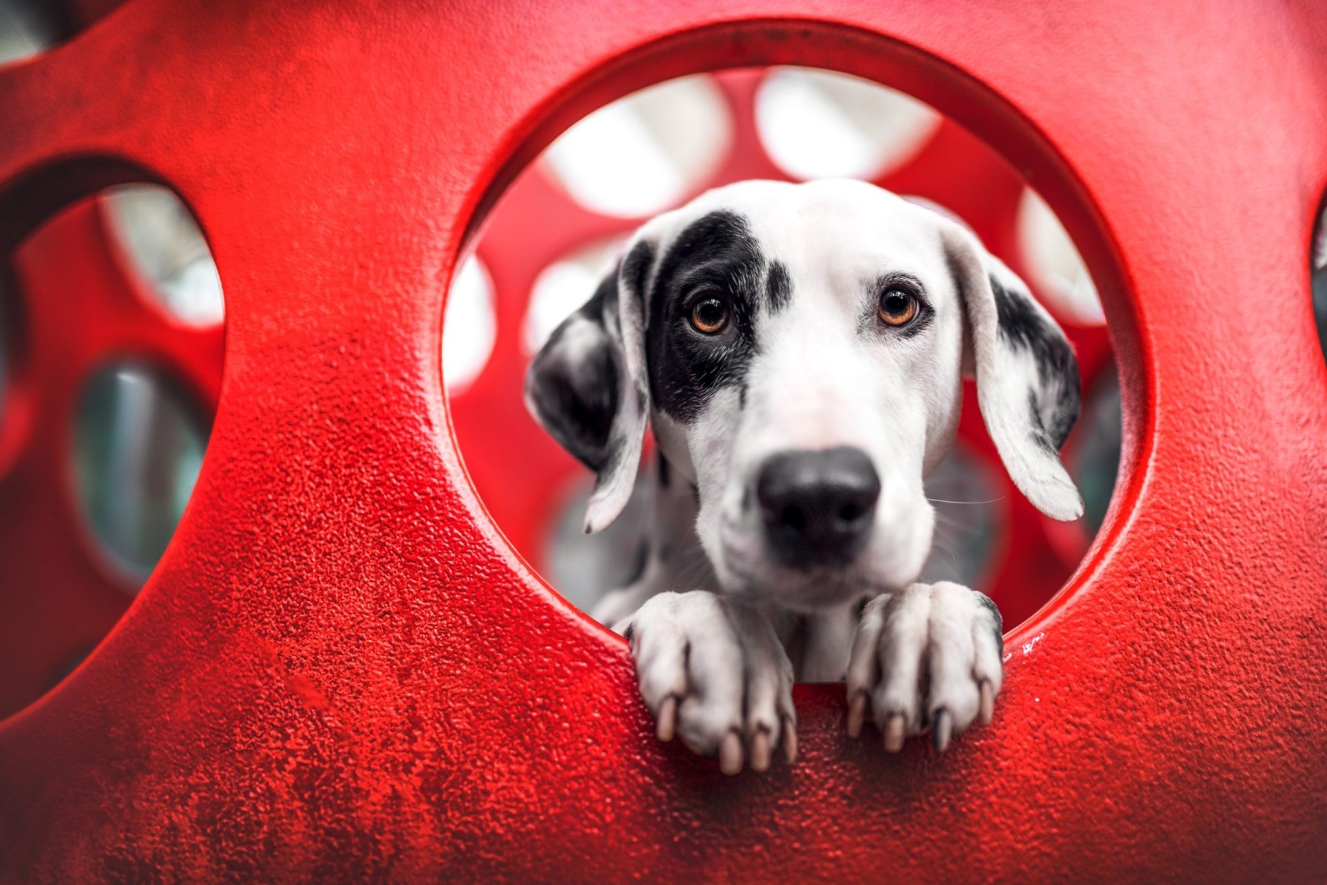 Download Animal Dalmatian HD Wallpaper
