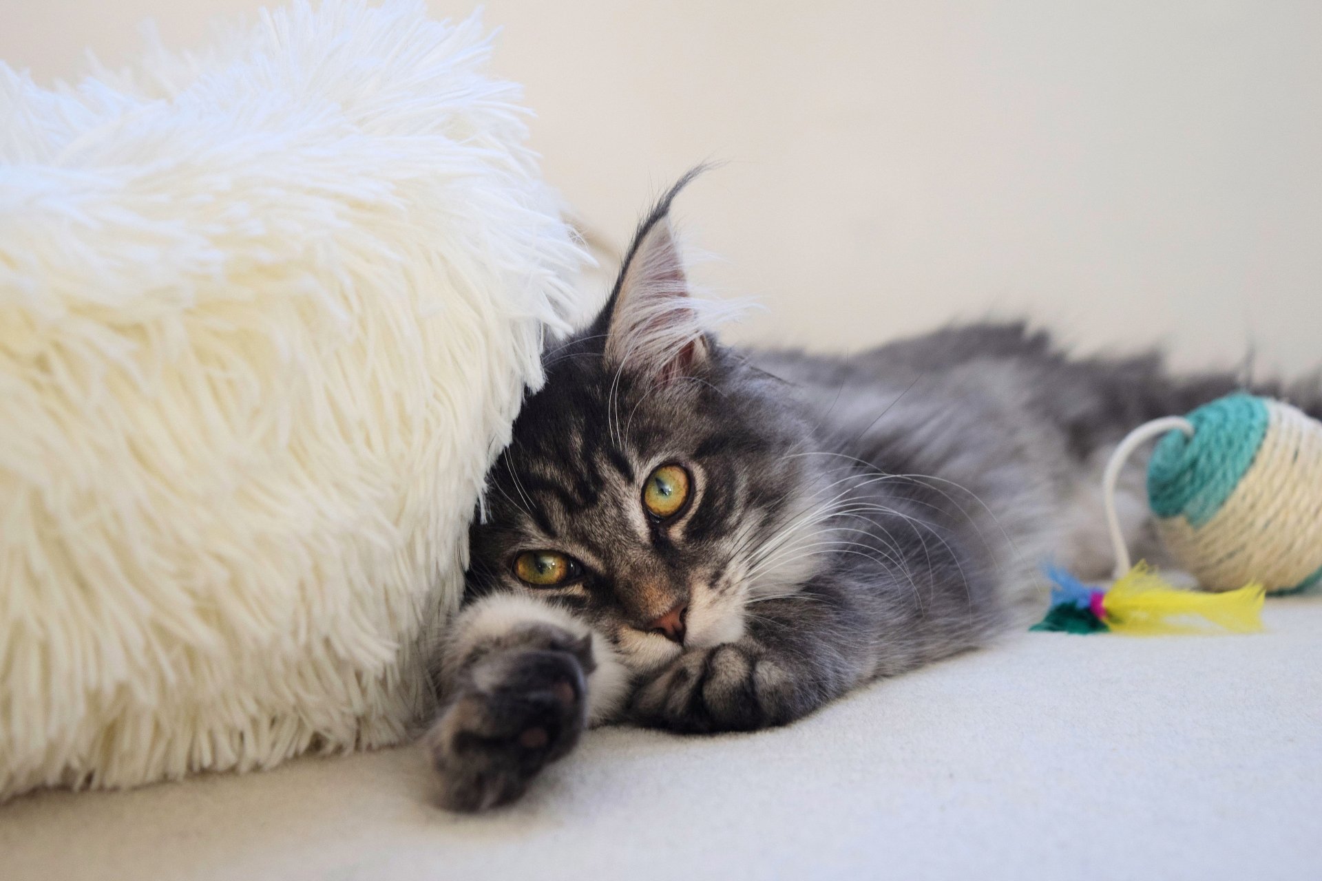 Download Animal Maine Coon 4k Ultra HD Wallpaper