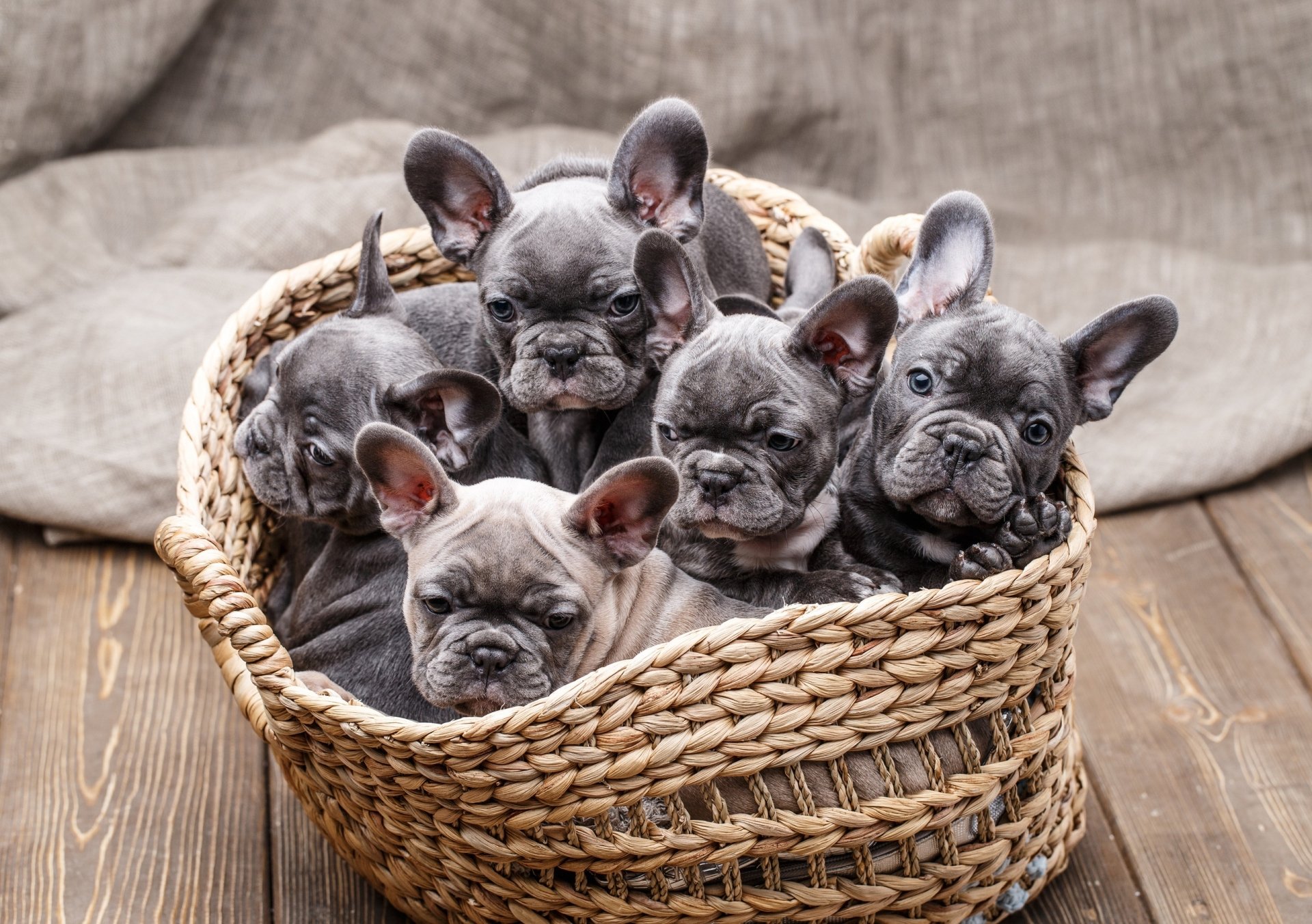 Download Baby Animal Puppy Animal French Bulldog HD Wallpaper by Sergey Sorokin