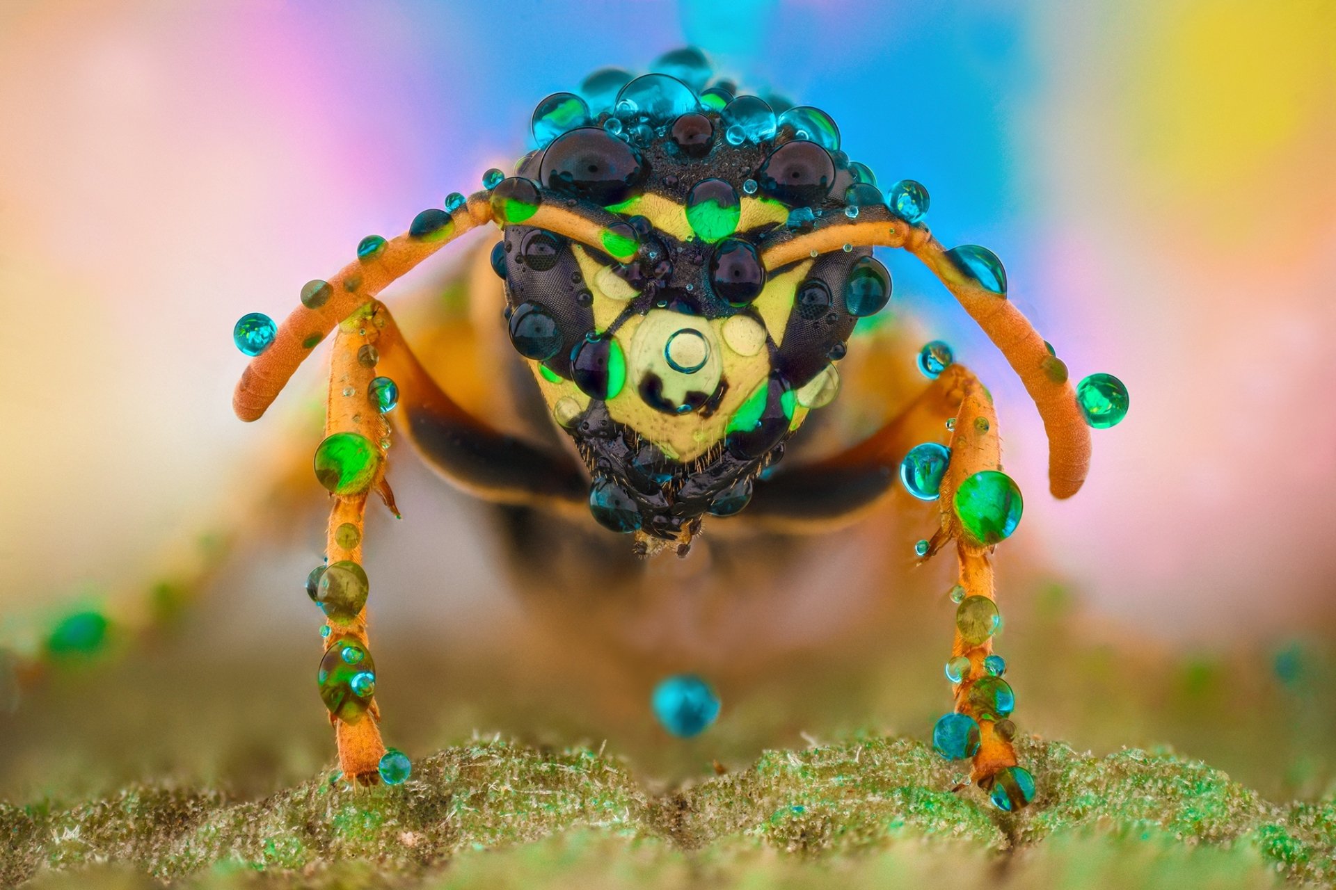 Download Macro Animal Hornet HD Wallpaper