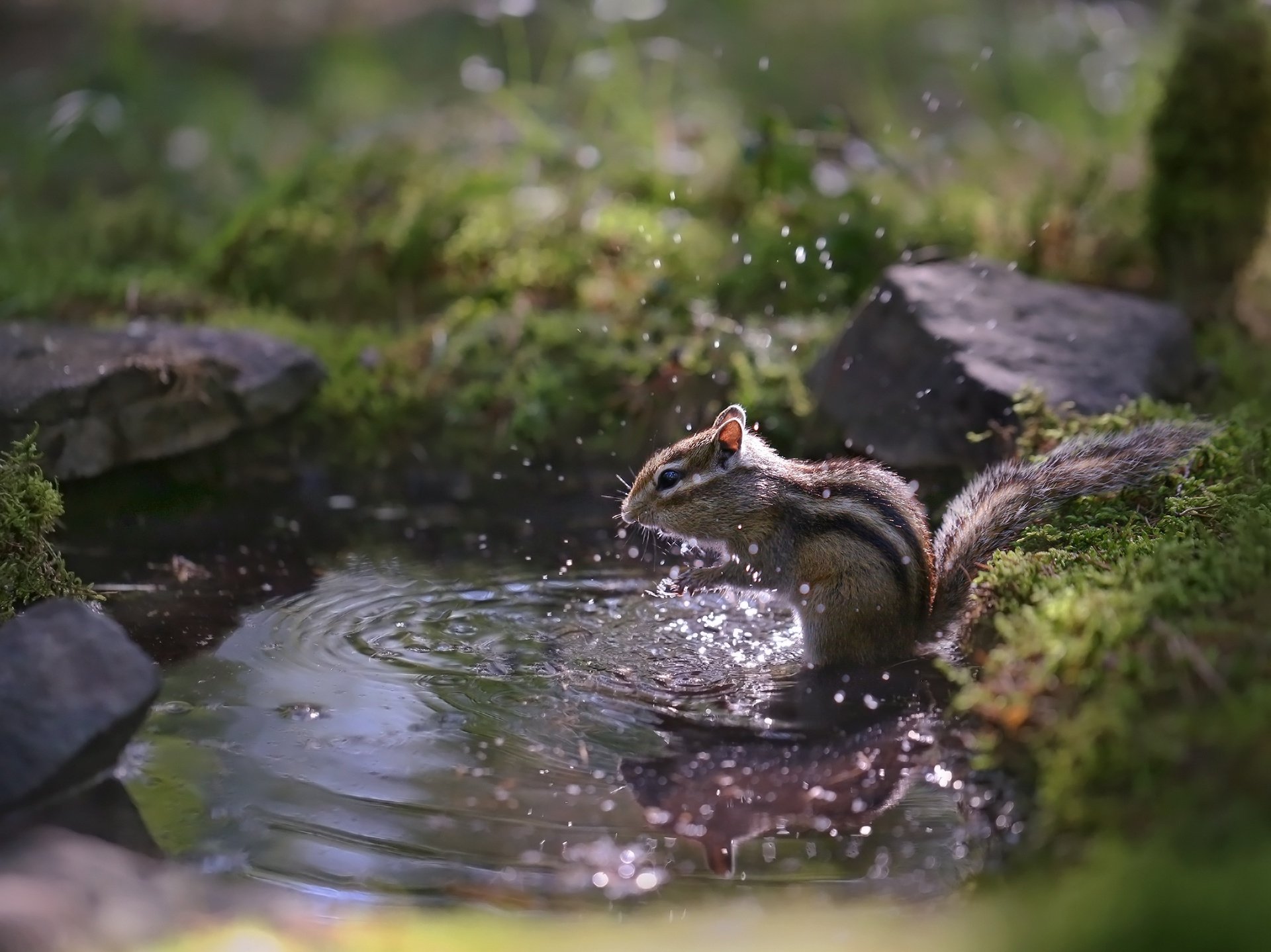 HD desktop wallpaper featuring a chipmunk bathing in a forest pond, surrounded by mossy rocks and natural greenery.