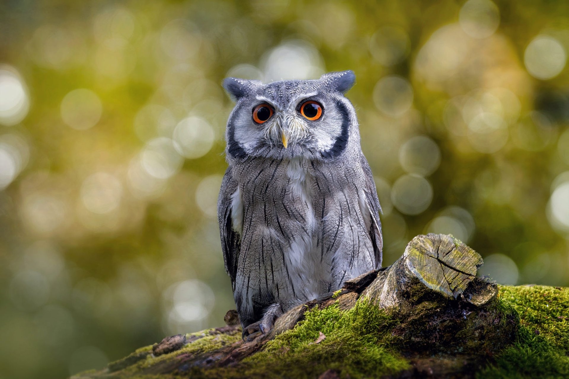 HD PC desktop wallpaper of an animal — a small gray owl with bright orange eyes perched on a mossy log, set against a soft bokeh forest background.