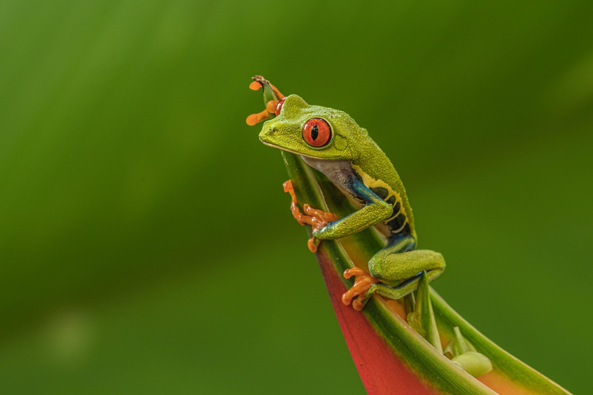 Download Animal Red-eyed Tree Frog 4k Ultra HD Wallpaper