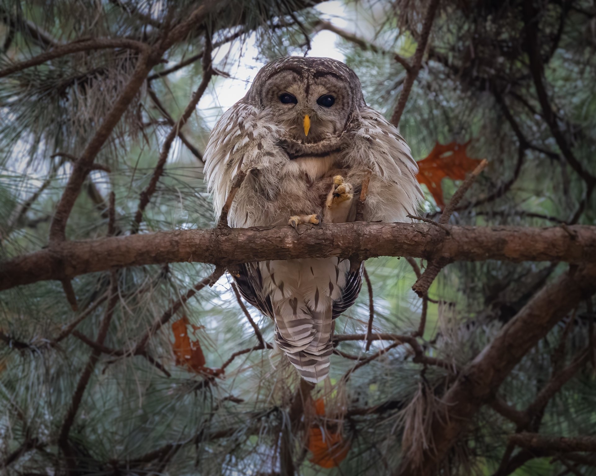 Owl 4. Сова обои. Обои с совами премьер. Птица в ветках вот.