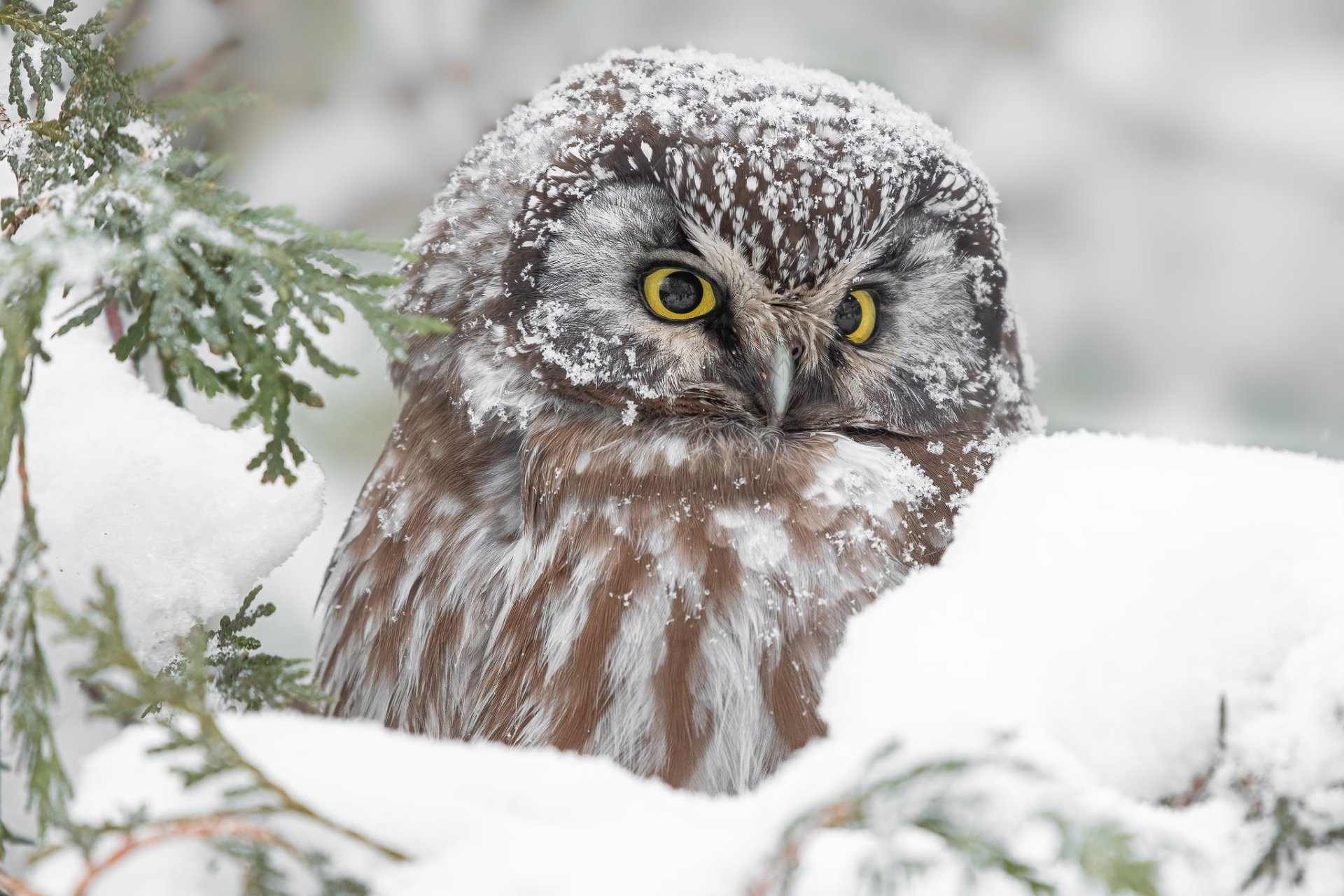HD PC desktop wallpaper featuring a detailed close-up of a snow-covered owl with piercing yellow eyes amidst winter foliage.