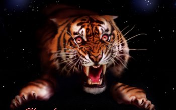 1442 Tiger HD Wallpapers | Background Images - Wallpaper Abyss - Page 13