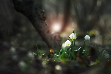 white flower nature snowdrop HD Desktop Wallpaper | Background Image