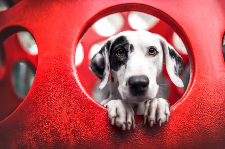 Animal dalmatian HD Desktop Wallpaper | Background Image