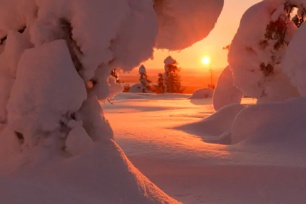 HD PC desktop wallpaper of a winter landscape featuring thick snow-covered trees bathed in the warm glow of a setting sun, showcasing serene natural beauty.