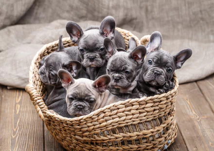 baby animal puppy Animal french bulldog HD Desktop Wallpaper | Background Image