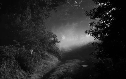 Black and white photography of a foggy forest path, creating a moody atmosphere, captured in high definition as a PC desktop wallpaper and background.