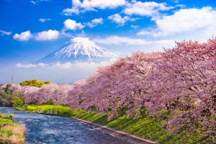 HD wallpaper and background image of Mount Fuji in Japan, featuring cherry blossoms along a riverside with the snow-capped mountain under a bright blue sky.