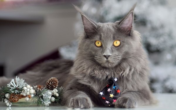 [70+] Maine Coon Wallpapers