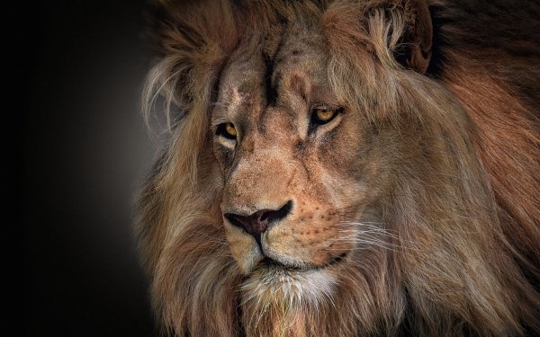 Animal Lion Cats HD Wallpaper | Background Image