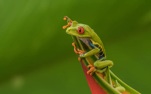 Animal red-eyed tree frog HD Desktop Wallpaper | Background Image