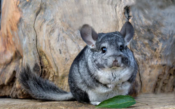 HD desktop wallpaper of a cute chinchilla sitting on a wooden surface with a green leaf foreground.
