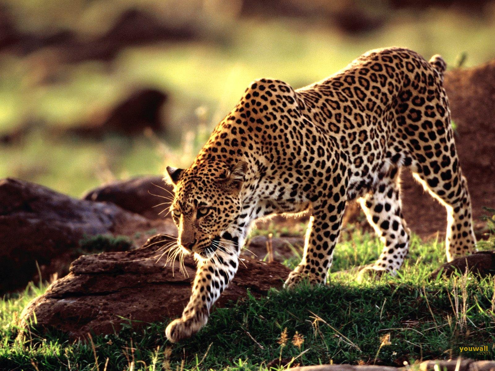 Leopard stalking through a vibrant jungle