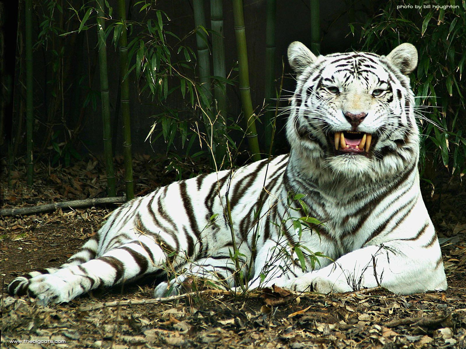 White tiger standing in a regal pose, showcasing its majestic beauty.