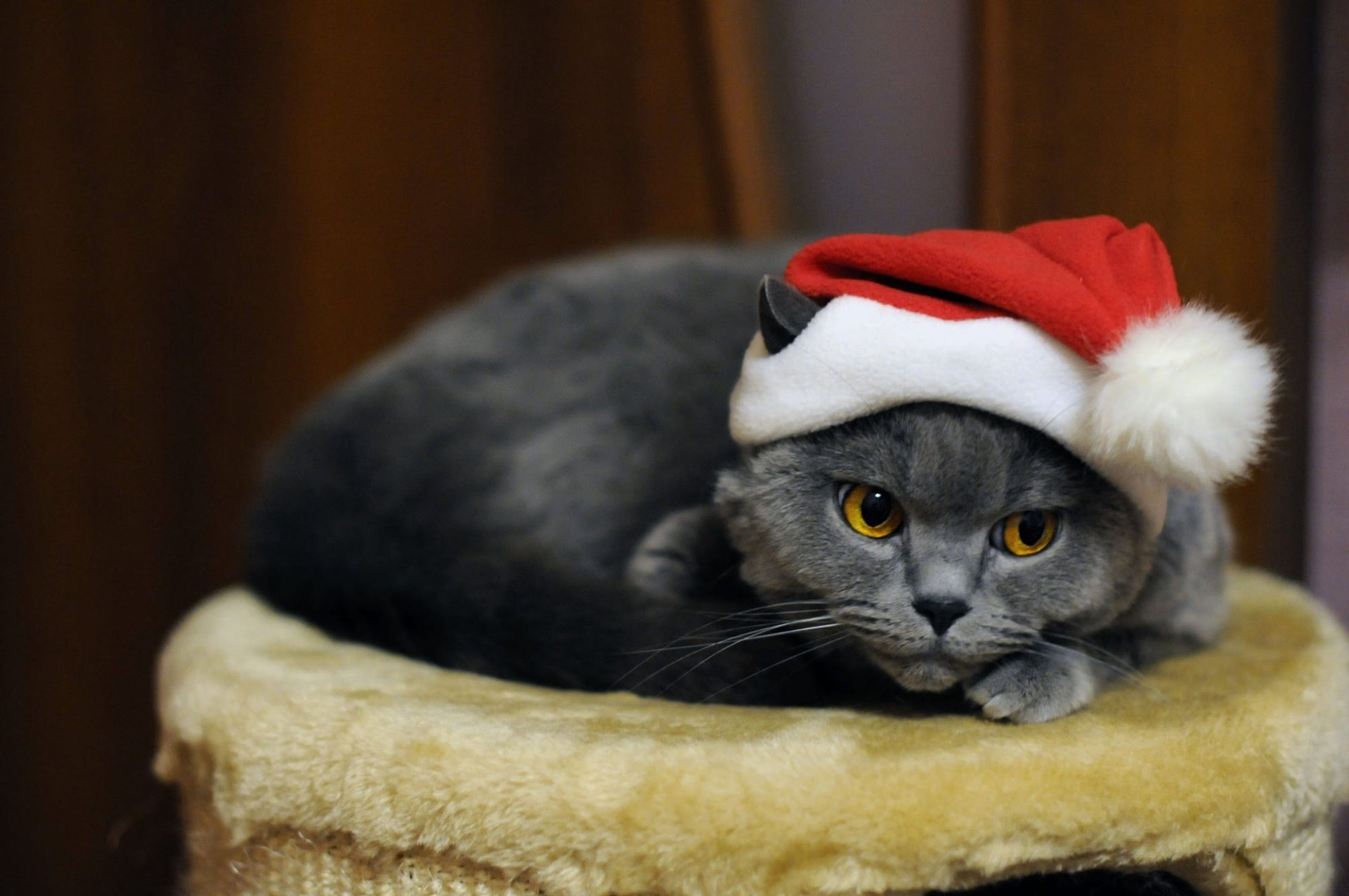 Download Santa Hat Animal Cat HD Wallpaper