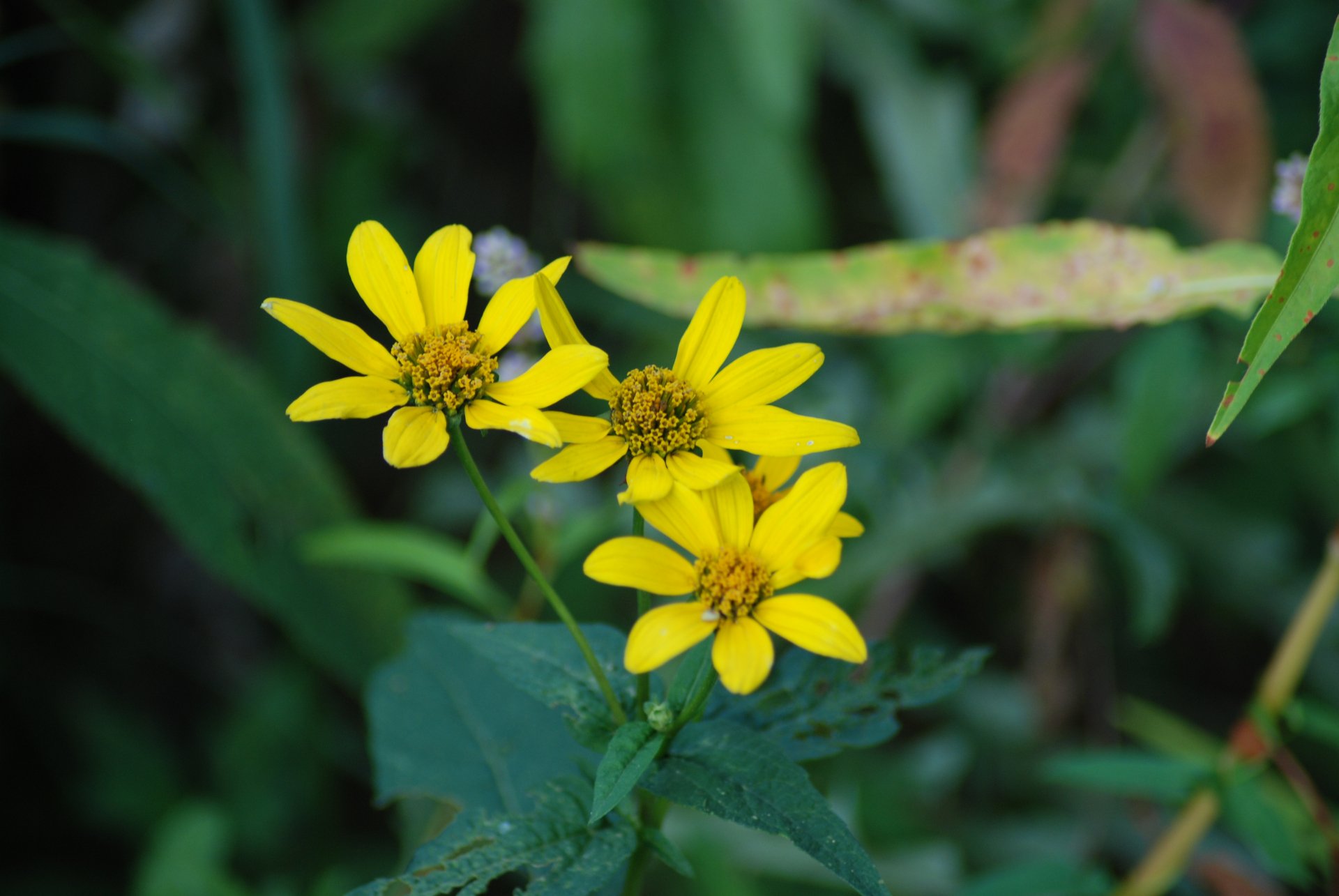 Close-up shot of vibrant yellow flowers surrounded by lush green foliage, showcasing the beauty of nature. This image serves as a stunning 4K Ultra HD desktop wallpaper.