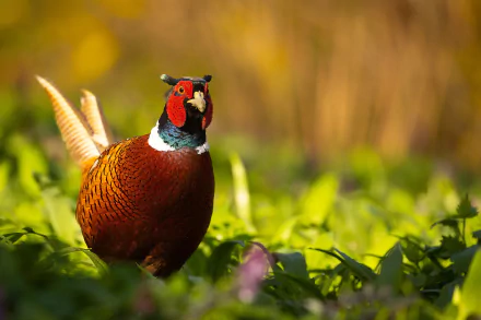 Animal pheasant HD Desktop Wallpaper | Background Image