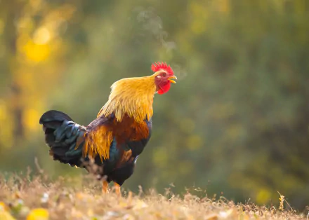 Animal rooster HD Desktop Wallpaper | Background Image