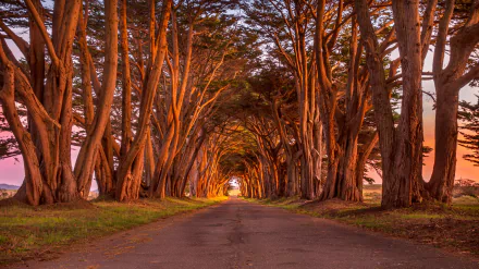 A man-made road lined with towering cypress trees creates a natural tunnel, captured in stunning 4K Ultra HD for a vivid PC desktop wallpaper.