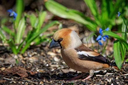 Animal Hawfinch HD Desktop Wallpaper | Background Image