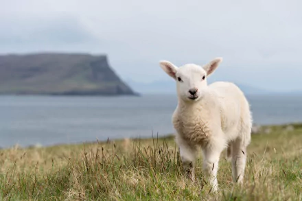 lamb Animal sheep HD Desktop Wallpaper | Background Image