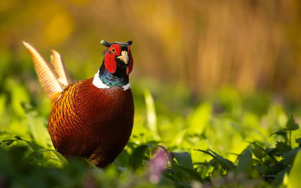 Animal pheasant HD Desktop Wallpaper | Background Image