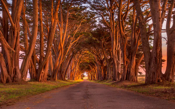 A man-made road lined with towering cypress trees creates a natural tunnel, captured in stunning 4K Ultra HD for a vivid PC desktop wallpaper.