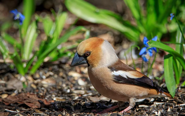 Animal Hawfinch HD Desktop Wallpaper | Background Image