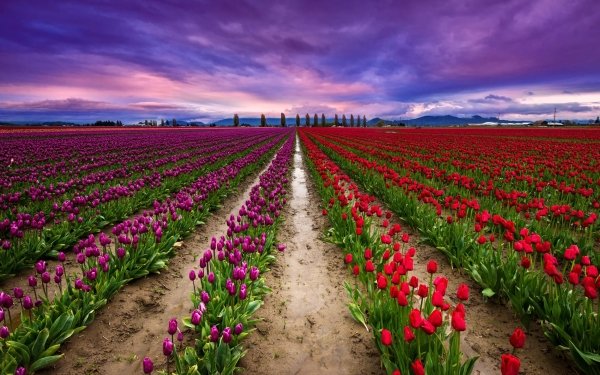 Earth Tulip Flowers Field HD Wallpaper | Background Image