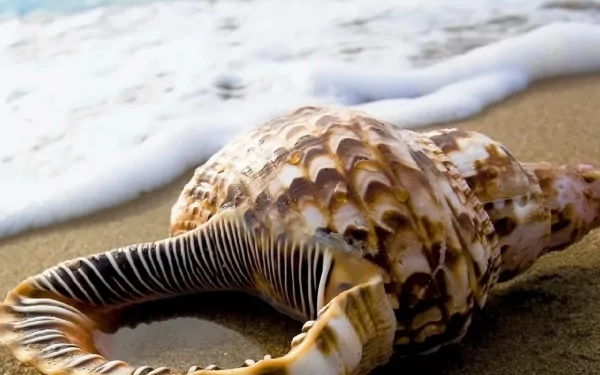 nature shell HD Desktop Wallpaper | Background Image