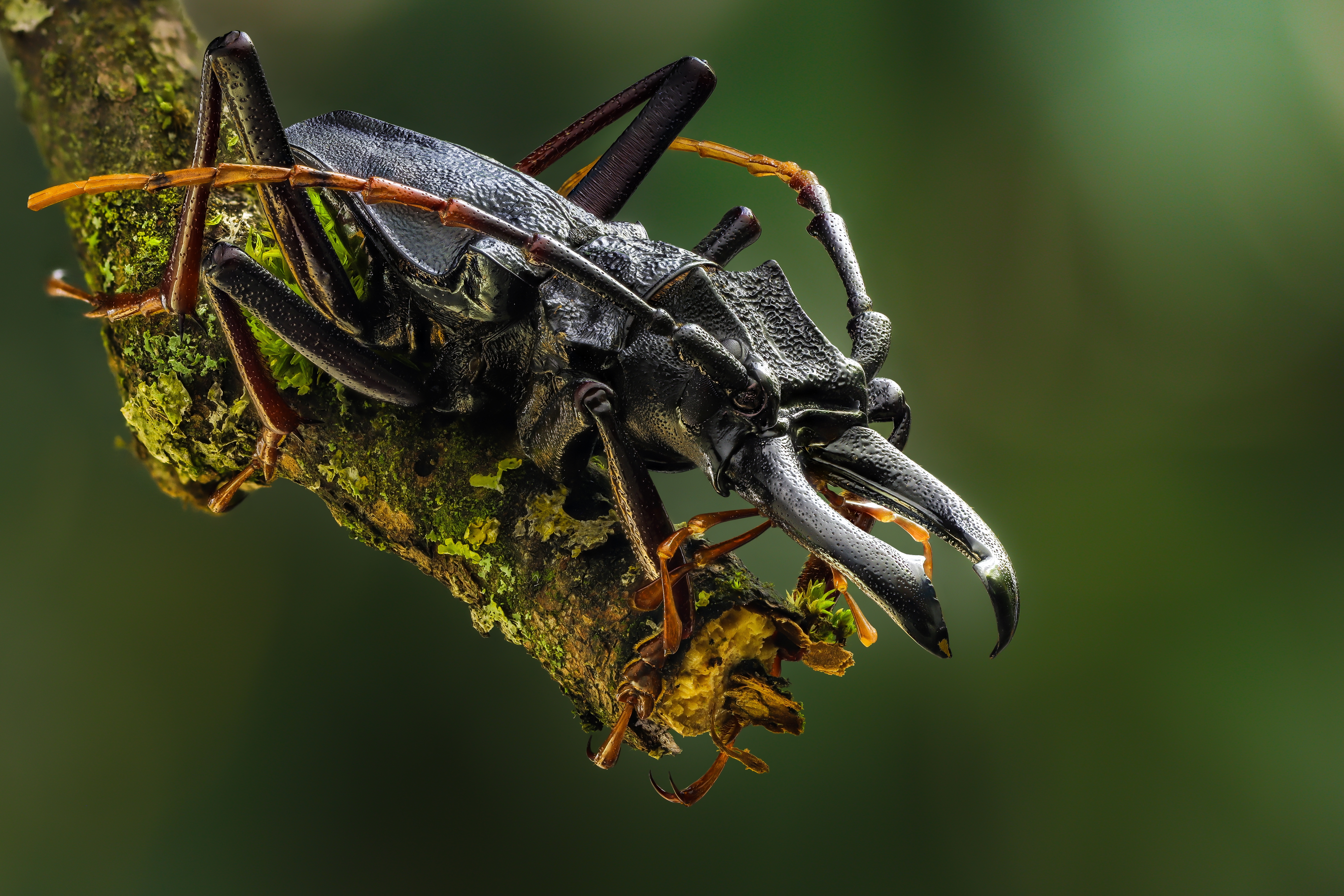 Animal Beetle HD Wallpaper | Background Image