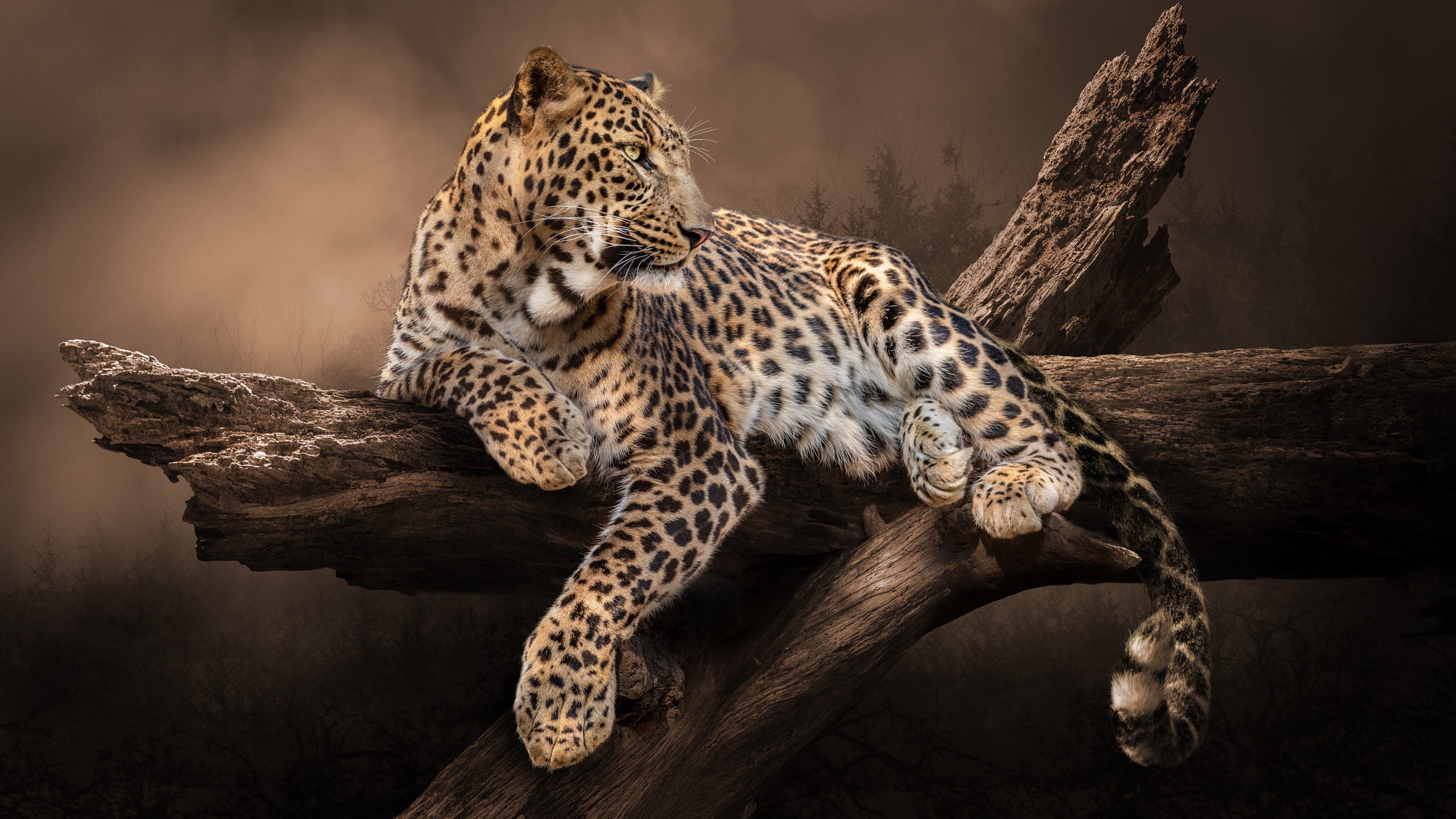 Aesthetic Wallpaper iPhone Psy Leopard