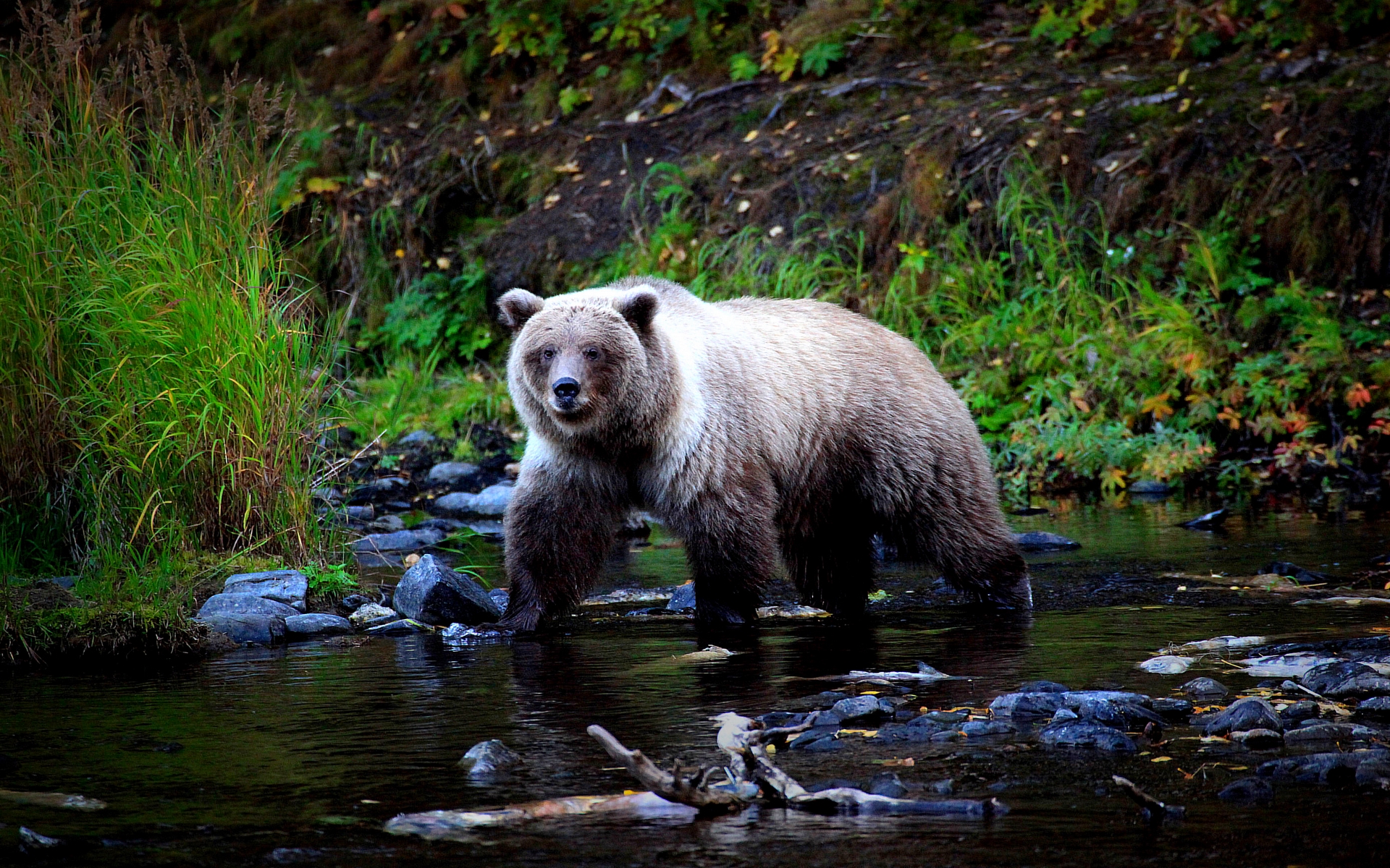 Bear walking across a stream in the wilderness.