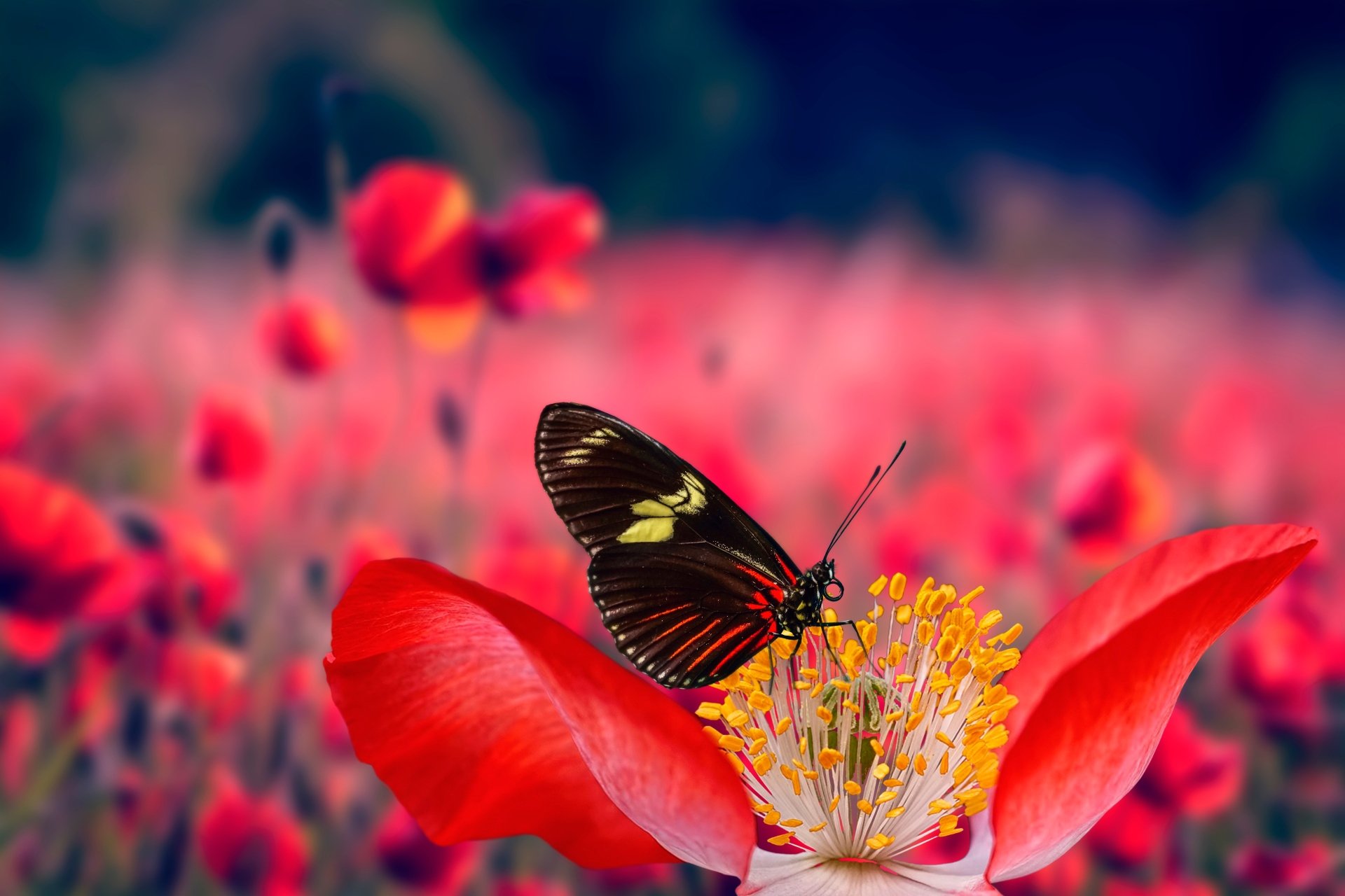 A vibrant butterfly perched on a bright red flower, captured in stunning detail as a 4K Ultra HD PC desktop wallpaper and background.