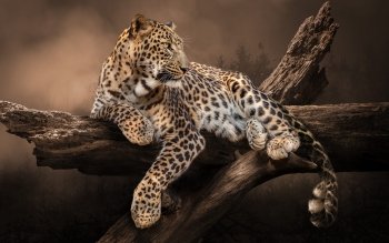 Leopard Pfp