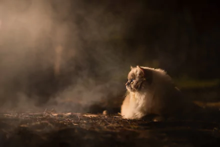 ragdoll Animal cat HD Desktop Wallpaper | Background Image