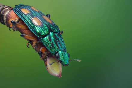 Animal beetle HD Desktop Wallpaper | Background Image