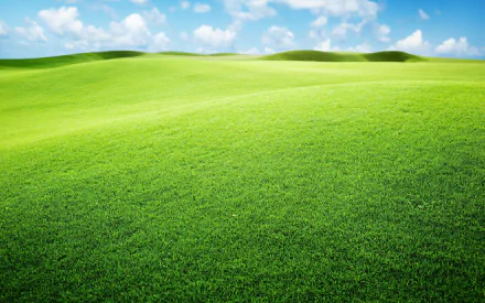 grassland nature grass HD Desktop Wallpaper | Background Image