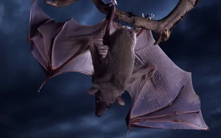 HD desktop wallpaper of a bat hanging upside down from a branch against a dark, moody sky background.