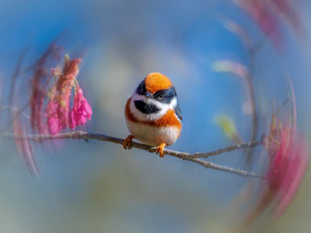 black-throated tit Animal titmouse HD Desktop Wallpaper | Background Image