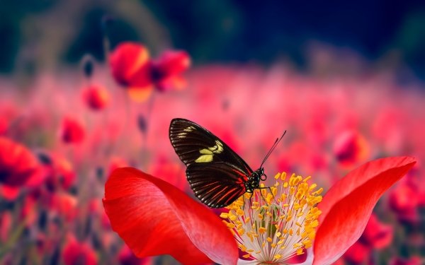 Animal Butterfly Insects HD Wallpaper | Background Image
