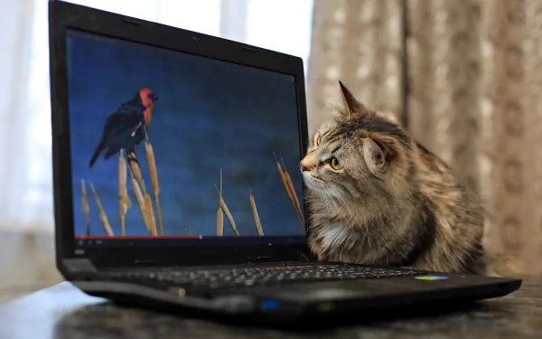 laptop Animal cat HD Desktop Wallpaper | Background Image