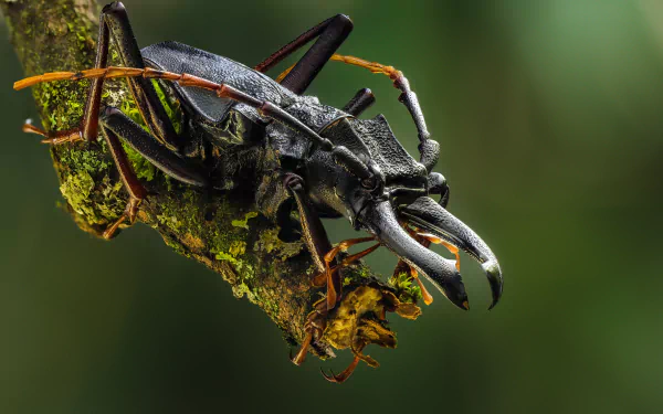 Animal beetle HD Desktop Wallpaper | Background Image