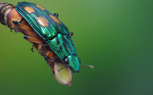 Animal beetle HD Desktop Wallpaper | Background Image